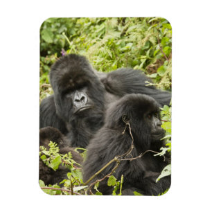 Ruanda, Volcanos-Nationalpark Magnet