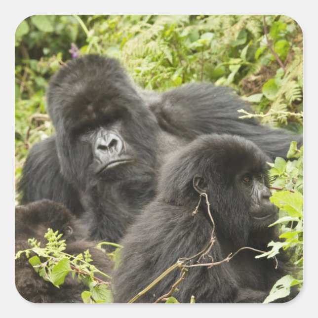 Ruanda, Volcanos-Nationalpark Quadratischer Aufkleber (Vorderseite)