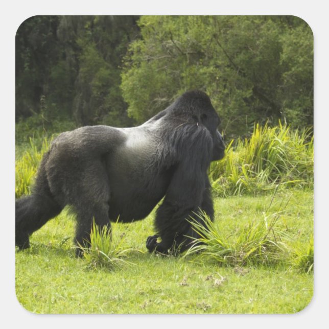 Ruanda, Volcanos-Nationalpark Quadratischer Aufkleber (Vorderseite)
