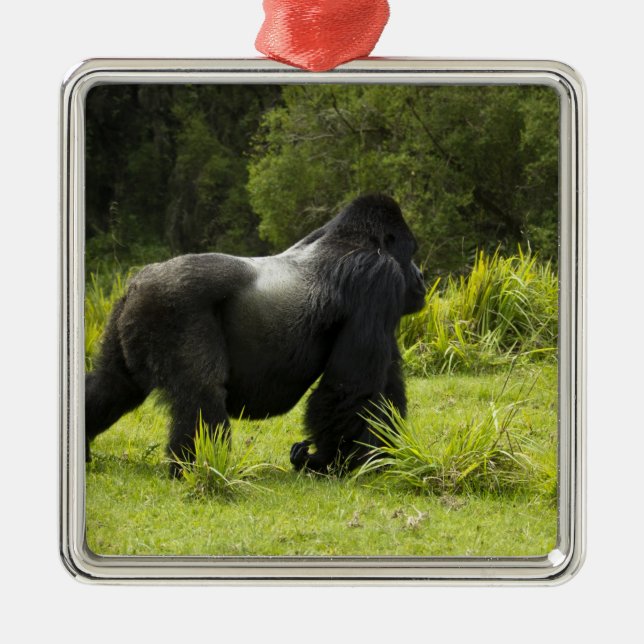 Ruanda, Volcanos-Nationalpark Silbernes Ornament (Vorne)
