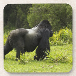 Ruanda, Volcanos-Nationalpark Untersetzer