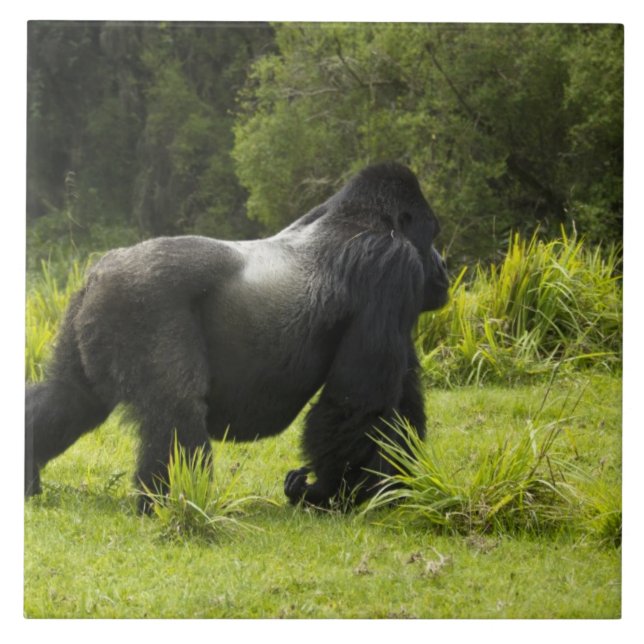 Ruanda, Vulkan-Nationalpark Fliese (Vorderseite)