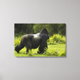 Ruanda, Vulkan-Nationalpark Leinwanddruck