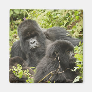 Ruanda, Vulkan-Nationalpark Magnet
