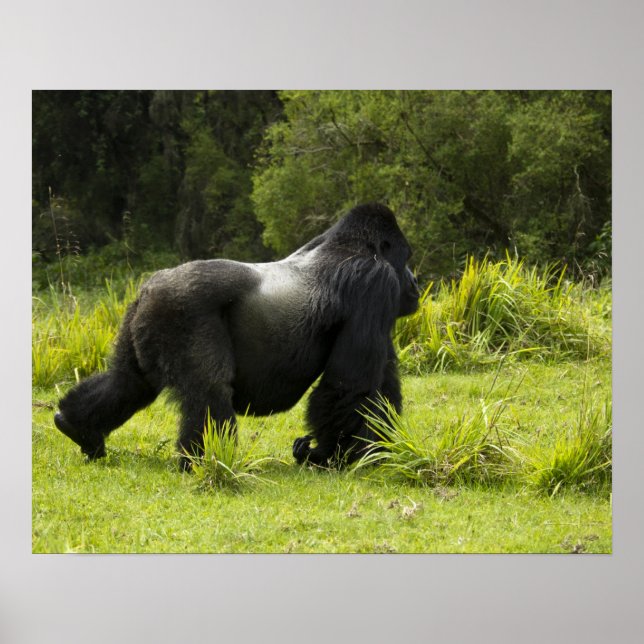 Ruanda, Vulkan-Nationalpark Poster (Vorne)