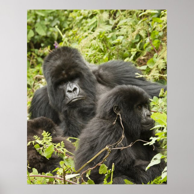 Ruanda, Vulkan-Nationalpark Poster (Vorne)