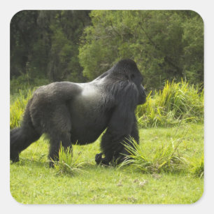 Ruanda, Vulkan-Nationalpark Quadratischer Aufkleber