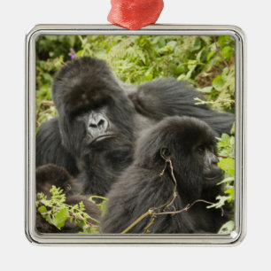 Ruanda, Vulkan-Nationalpark Silbernes Ornament