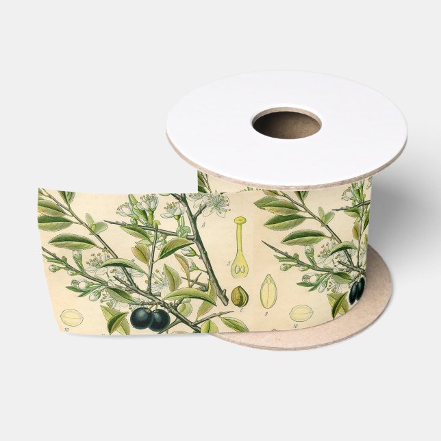 Ruban En Satin Antique Blackthorn Botanique Imprimé Fleur Berry (Bobine)