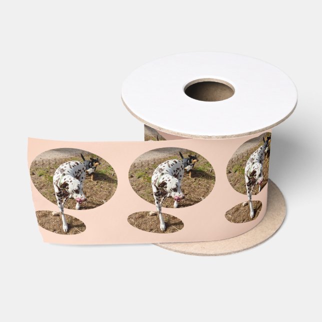Ruban En Satin Dalmatien Brown, (Bobine)
