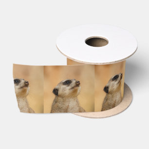 Ruban En Satin Meerkat20151002