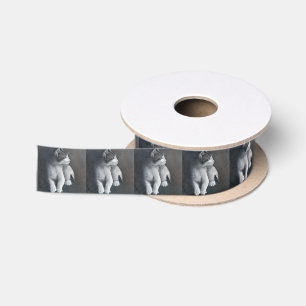 Ruban En Satin Ruban Tabby Kitten Satin