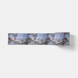 Ruban Gros-grain Blue Jay