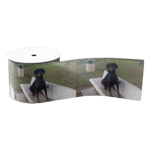 Ruban Gros-grain doberman pinting