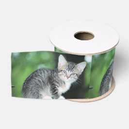 Ruban Gros-grain Kitten