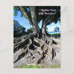 Rubber tree Racines Courbées Fort Myers Carte post