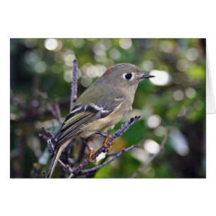 Rubin-gekrönter Kinglet