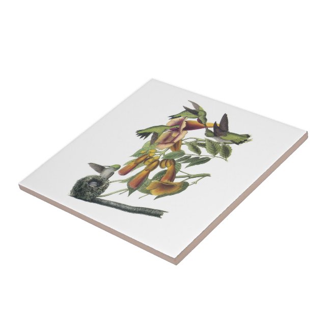 Rubin-throated Kolibri durch Audubon Fliese (Seite)