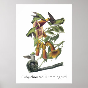 Rubin-throated Kolibri, John Audubon Poster