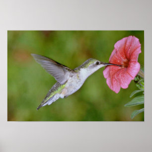 Rubin-throated Kolibri (weiblich) mit Petunie PU Poster