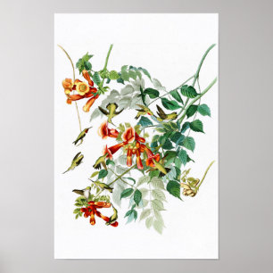 Rubin-throated Summenvogel Audubon Vögel Amerika Poster