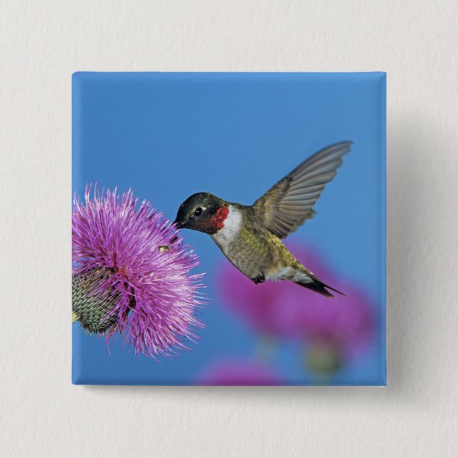 Rubinkehlkolibri Button (Vorderseite)