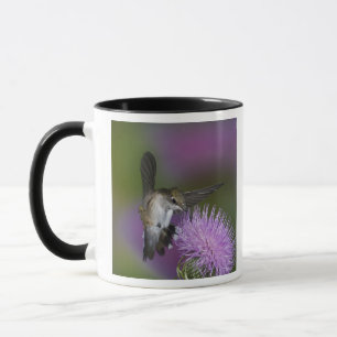 Rubinkehlkolibri im Flug an einer Distel Tasse