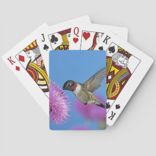 Rubinkehlkolibri Spielkarten