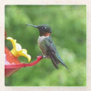 Rubinkehlkolibri-Vogel-Fotografie Glasuntersetzer