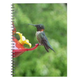 Rubinkehlkolibri-Vogel-Fotografie Notizblock