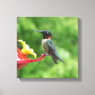 Rubinkehlkolibri-Vogelfotografie Leinwanddruck