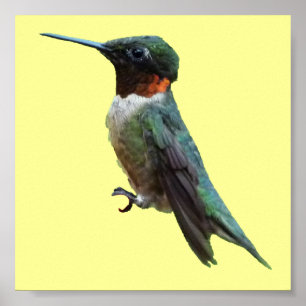 Rubinkehlkolibri-Vogelfotografie Poster