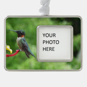 Rubinkehlkolibri-Vogelfotografie Rahmen-Ornament Silber