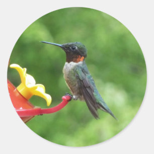 Rubinkehlkolibri-Vogelfotografie Runder Aufkleber