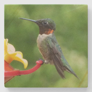 Rubinkehlkolibri-Vogelfotografie Steinuntersetzer