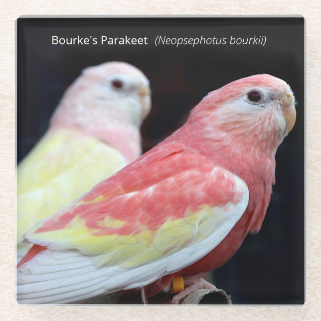 Rubino Bourke Glasuntersetzer (Vorderseite)