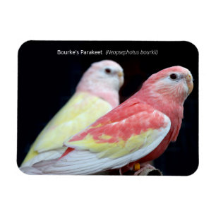 Rubino Bourke's Paraket Magnet