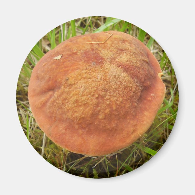 Ruby Bolete Mushroom Magnet (Vorne)