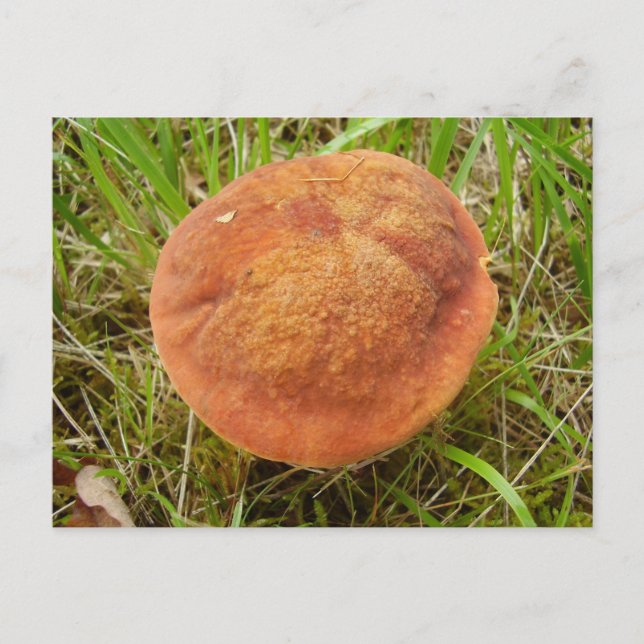 Ruby Bolete Mushroom Postcard Postkarte (Vorderseite)