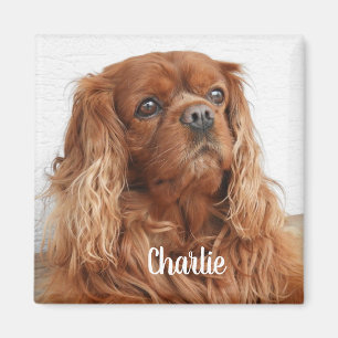 Ruby Cavalier King Charles Spaniel Chien Magnet