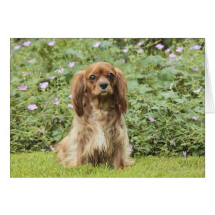 Ruby Cavalier King Charles Spaniel dans l'herbe