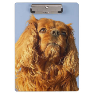 Ruby Cavalier King Charles Spaniel Dog Clipboard Klemmbrett