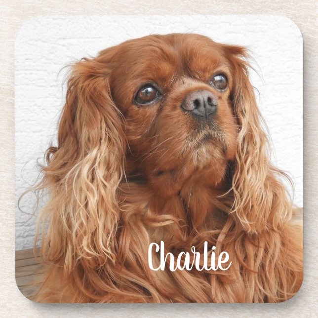 Ruby Cavalier King Charles Spaniel Dog Getränkeuntersetzer (Vorderseite)