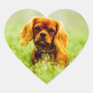 Ruby Cavalier King Charles Spaniel Dog Herz-Aufkleber