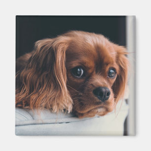 Ruby Cavalier King Charles Spaniel Dog Magnet