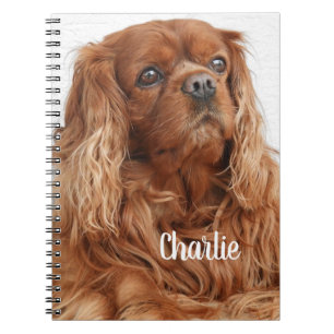 Ruby Cavalier King Charles Spaniel Dog Notizblock