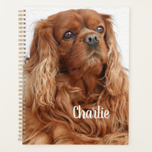 Ruby Cavalier King Charles Spaniel Dog Planer