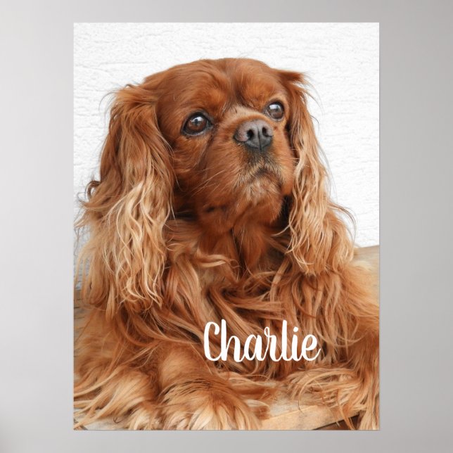 Ruby Cavalier King Charles Spaniel Dog Poster (Vorne)