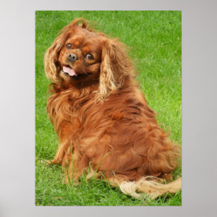 Ruby Cavalier King Charles Spaniel Dog Poster
