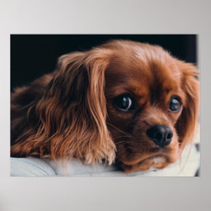 Ruby Cavalier King Charles Spaniel Dog Poster